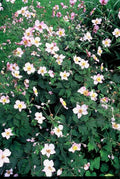 Japanische Anemone (Anemone Tomentosa) 'Robustissima'