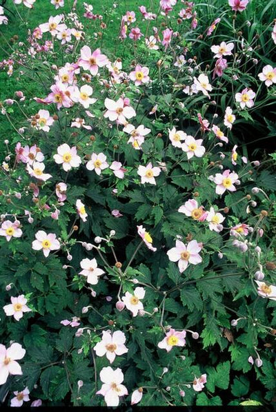Japanische Anemone (Anemone Tomentosa) 'Robustissima'