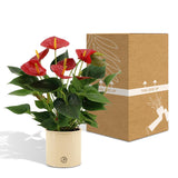 Livraison plante Anthurium andreanum Diamond Red + Pot