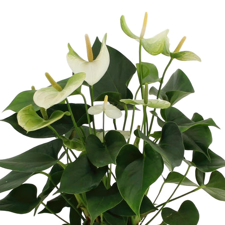 Livraison plante Anthurium andreanum Namora + Panier