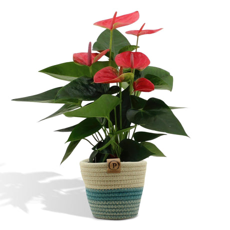 Livraison plante Anthurium andreanum Sweet Dream + Panier