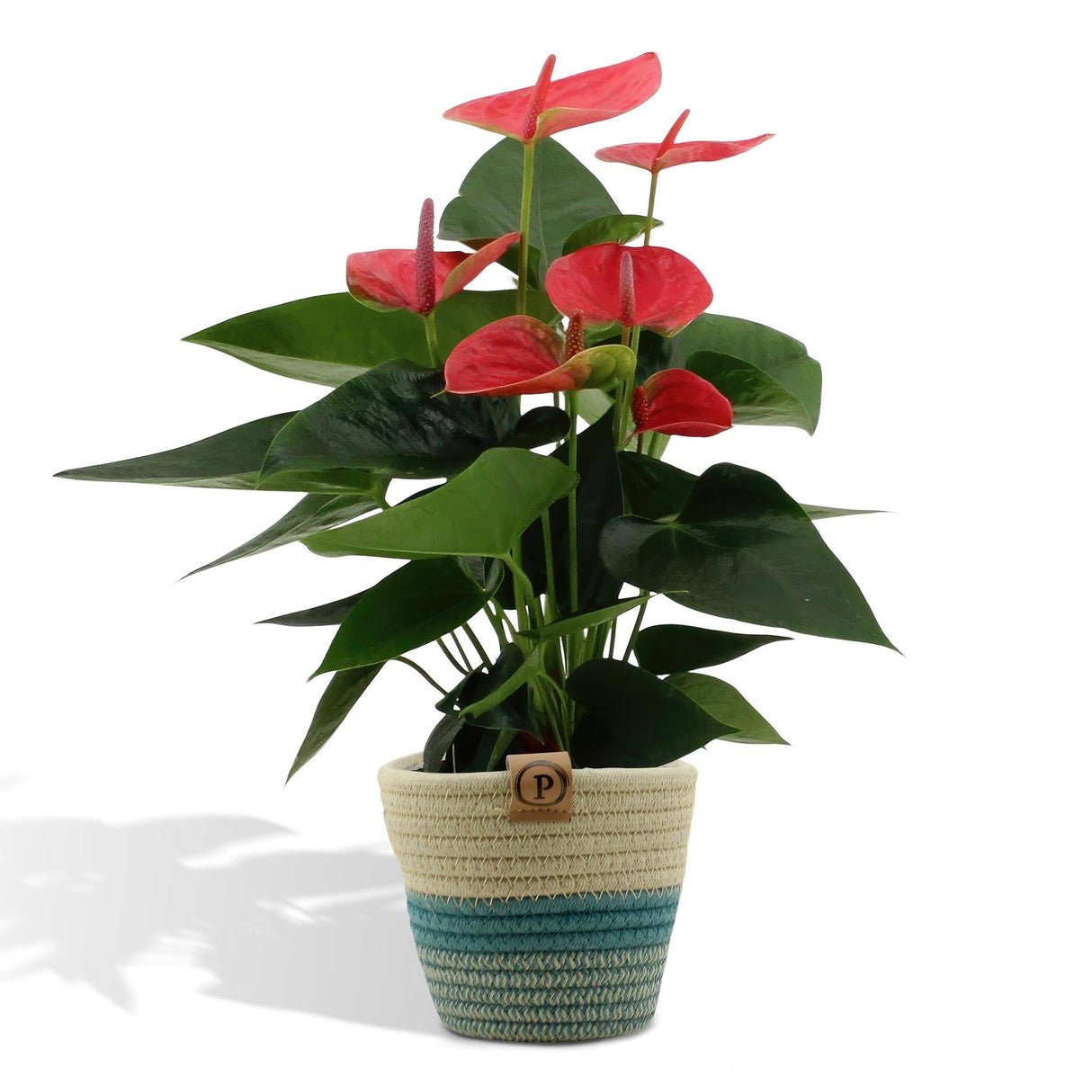 Anthurium andreanum Sweet Dream + Topf