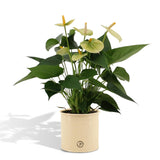 Livraison plante Anthurium andreanum Vanilla incl. PURE zink - 45cm - Ø12