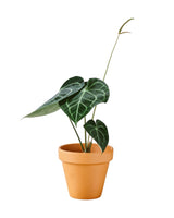 Livraison plante Anthurium Clarinervium