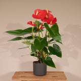 Livraison plante Anthurium Rouge