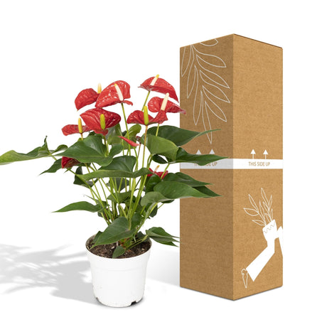 Livraison plante Anthurium Rouge h55cm