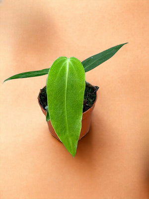 Livraison plante Anthurium Warocqueanum X Waterburyanum