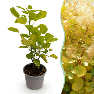 Livraison plante Arbre à perruque Golden Spirit en pot