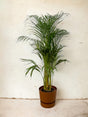 Livraison plante Areca palm - ↨110cm - Ø21cm Pot Elho marron inclus