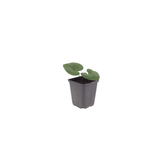 Livraison plante Asaret