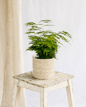 Livraison plante Asparagus Plumosus