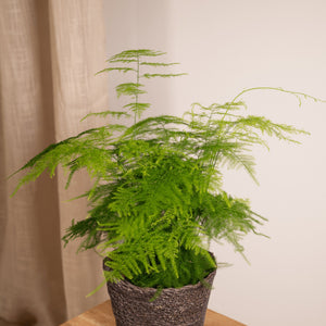 Livraison plante Asparagus Plumosus