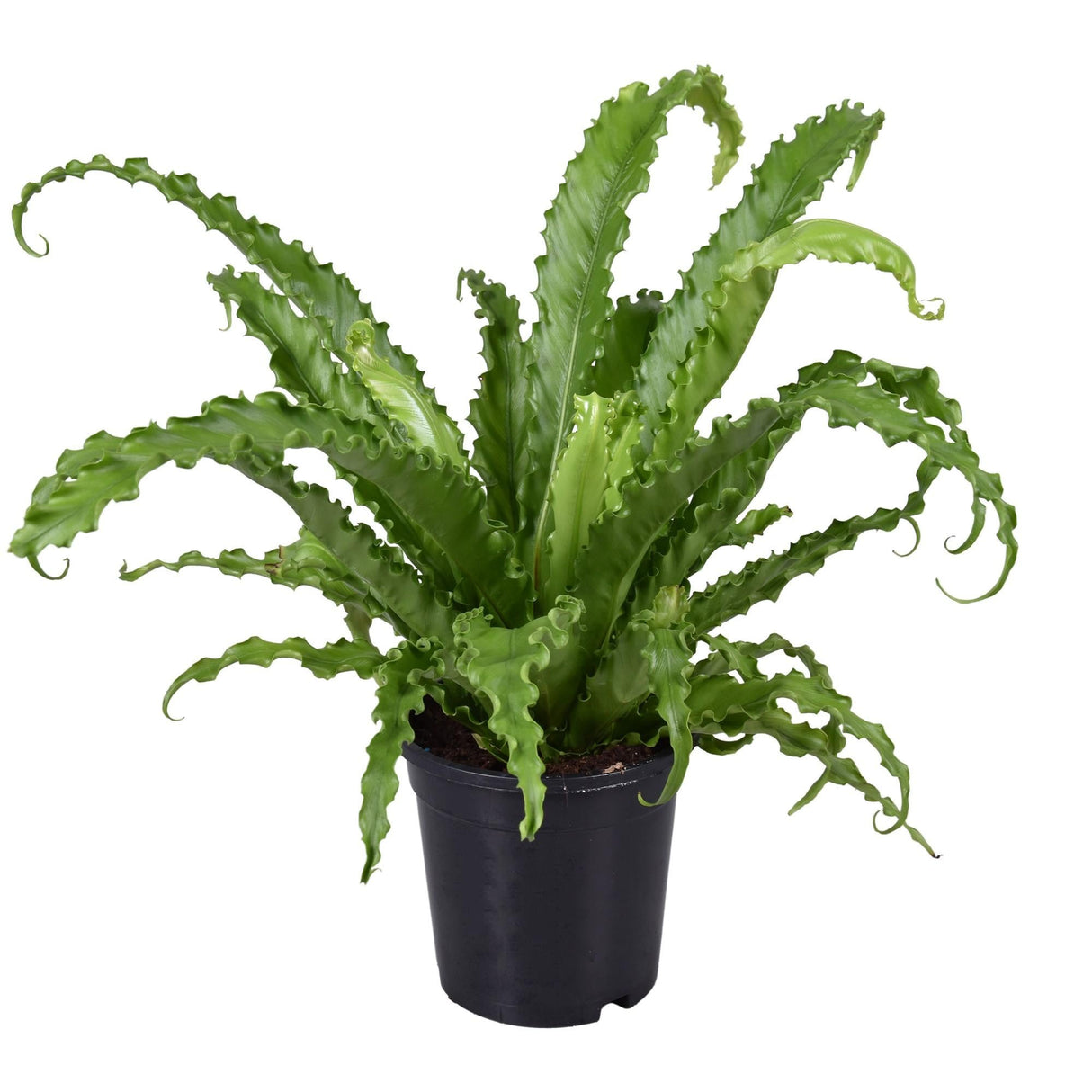 Livraison plante Asplenium Osaka