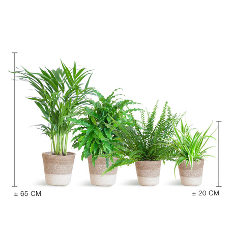 Livraison plante Assortiment de 4 plantes Pet's Friendly + Panier