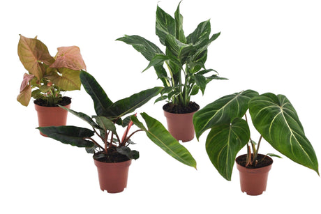 Livraison plante Assortiment de 4 plantes premium