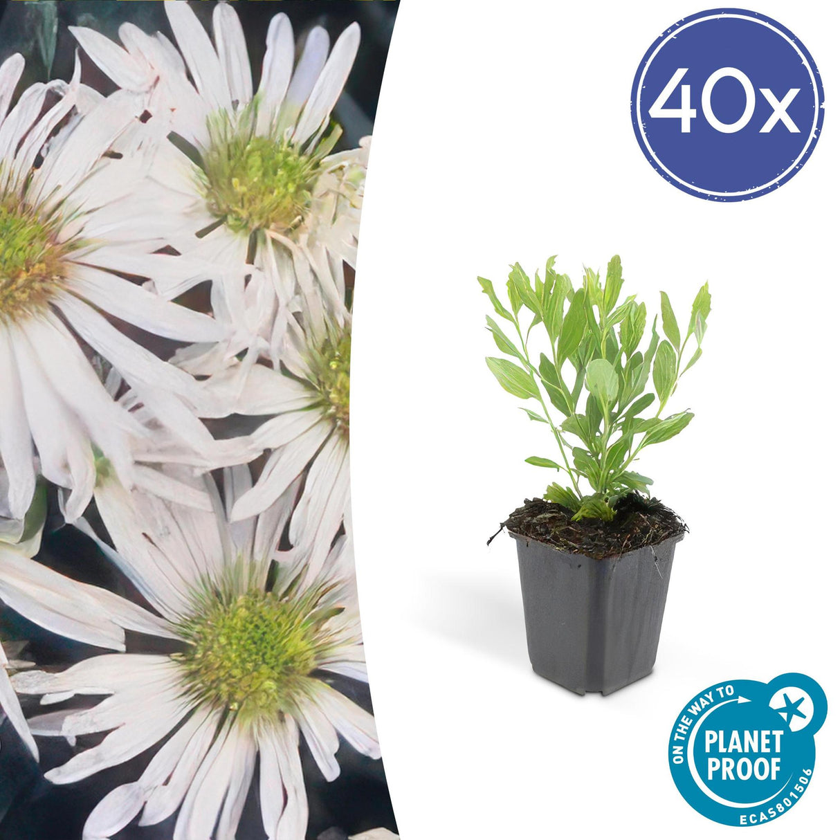 Livraison plante Aster ageratoides Ashvi