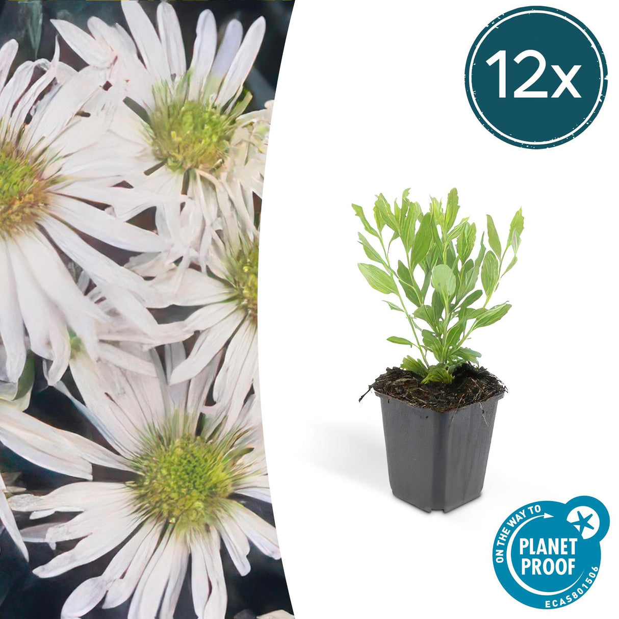 Livraison plante Aster ageratoides Ashvi