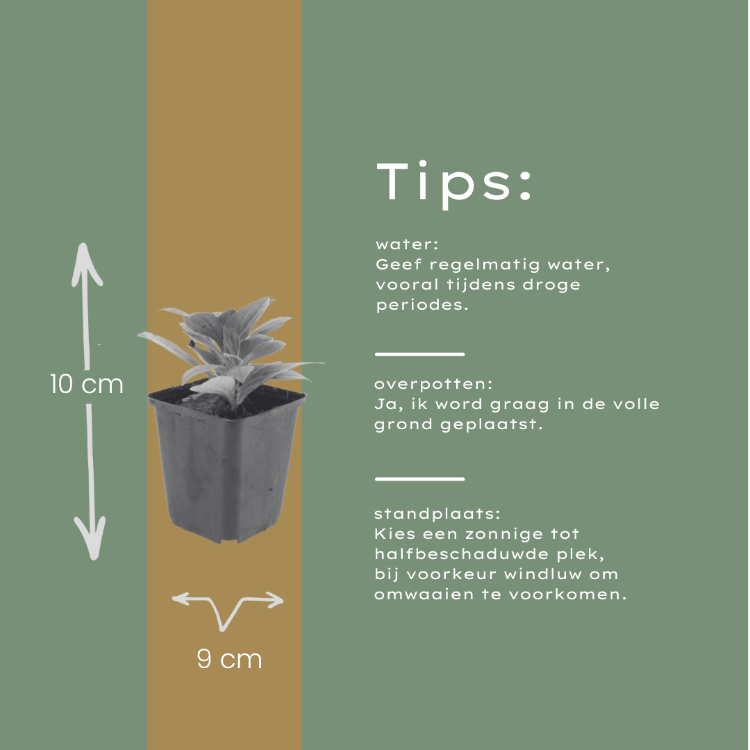 Livraison plante Aster frikarti