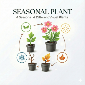 Livraison plante Aster frikarti