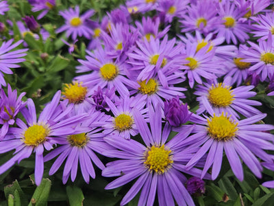 Herbst-Aster (Aster dumosus) 'Prof. Anton Kippenberg'