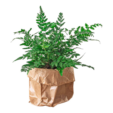 Livraison plante Athyrium spicatum