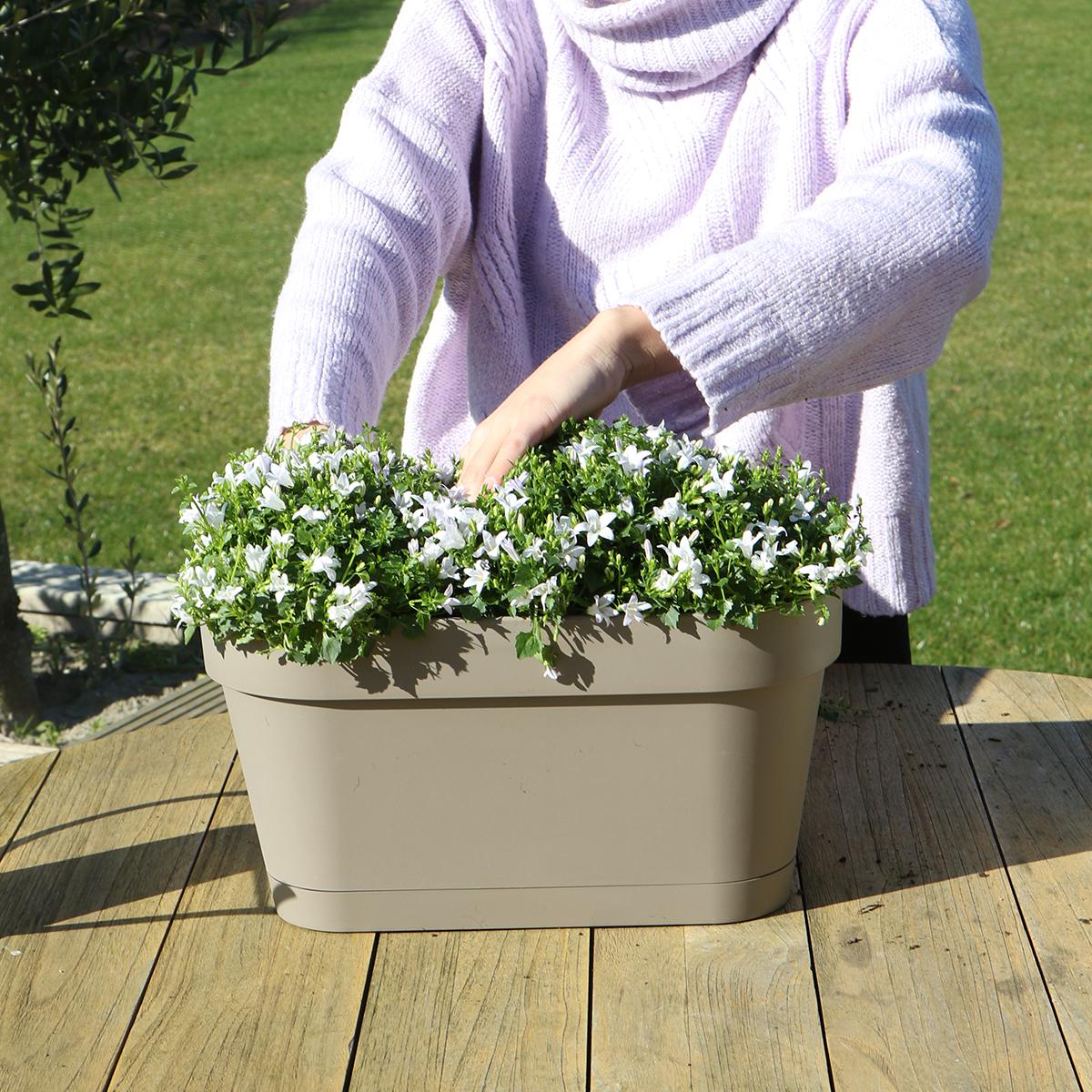 Livraison plante Balkonbak blanche avec 3 Campanula Addenda violettes - Clochettes