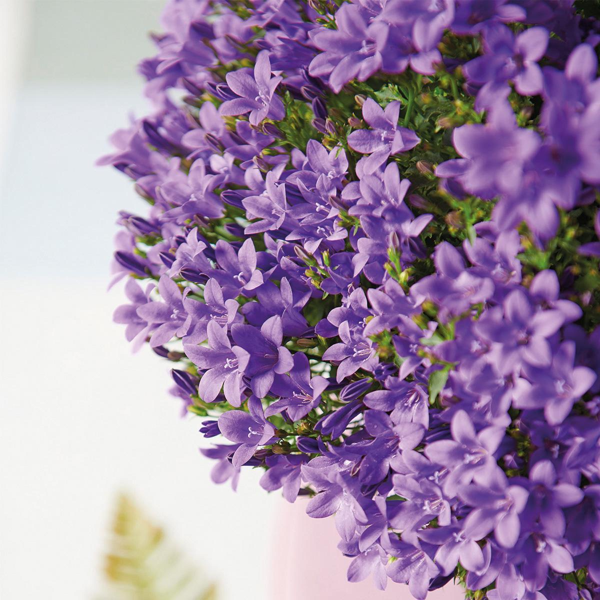 Livraison plante Balkonbak blanche avec 3 Campanula Addenda violettes - Clochettes