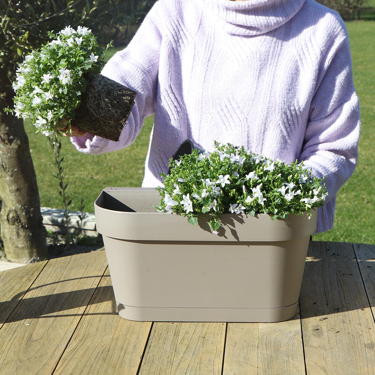 Livraison plante Balkonbak blanche avec 3 Campanula Addenda violettes - Clochettes