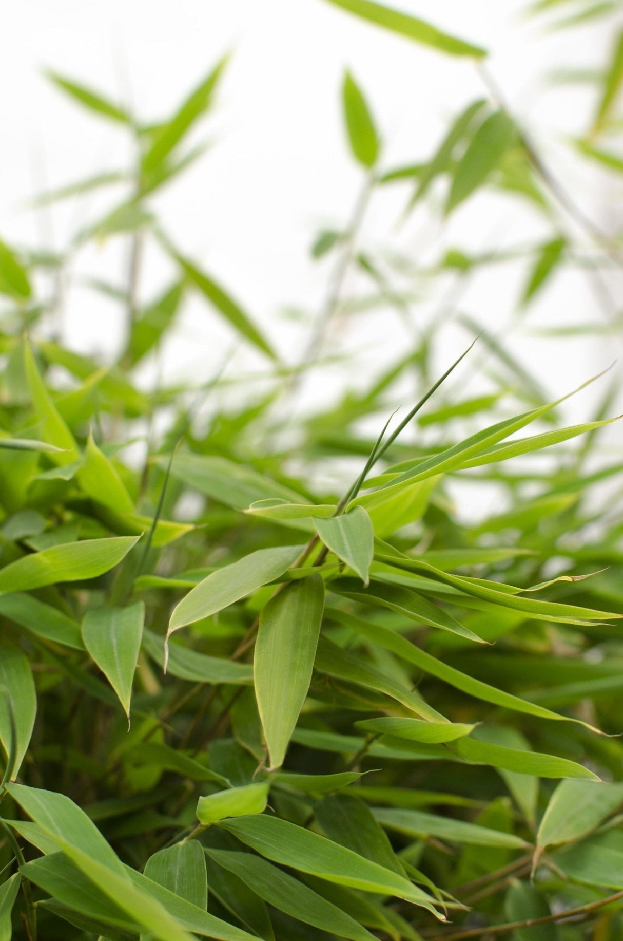 Livraison plante Bambou - Fargesia 'Moontars'® boobux - ↨70cm - Ø29 - plante d'extérieur