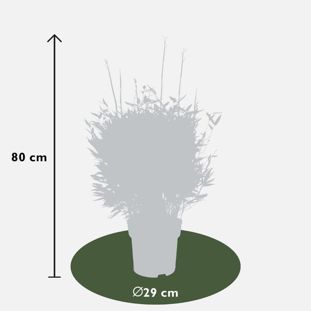 Livraison plante Bambou Fargesia 'Moontears' Pot Ø 29 cm