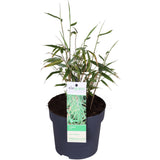 Livraison plante Bambou - Fargesia Rufa - ↨40cm - Ø14 - plante d'extérieur