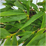 Livraison plante Bambou Fargesia Rufa - Lot de 6