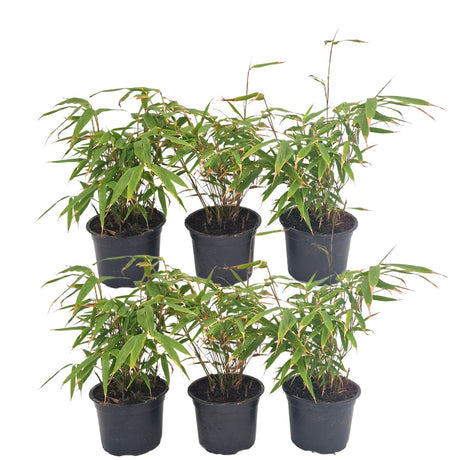 Livraison plante Bambou Fargesia Rufa - Lot de 6