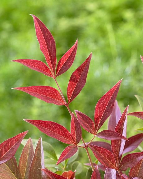 Livraison plante Bambou sacré - ↨10cm - Ø13cm - plante d'extérieur