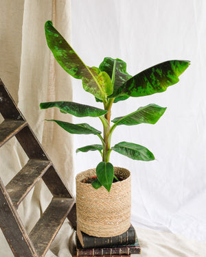 Bananen-Musa