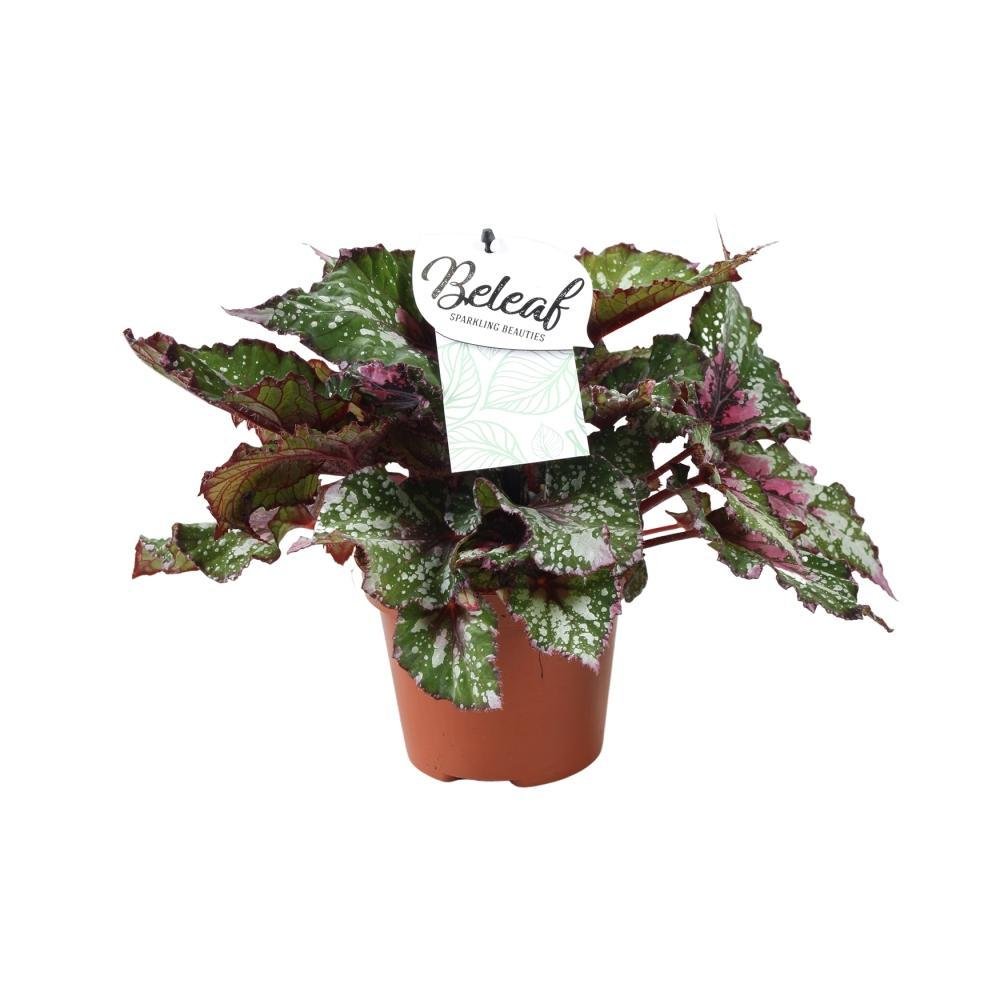 Livraison plante Begonia Beleaf 'Alaska Creek'