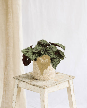 Livraison plante Begonia Rex Fedor