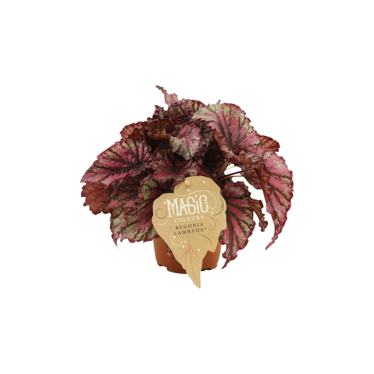 Livraison plante Begonia Rex 'Lambada'