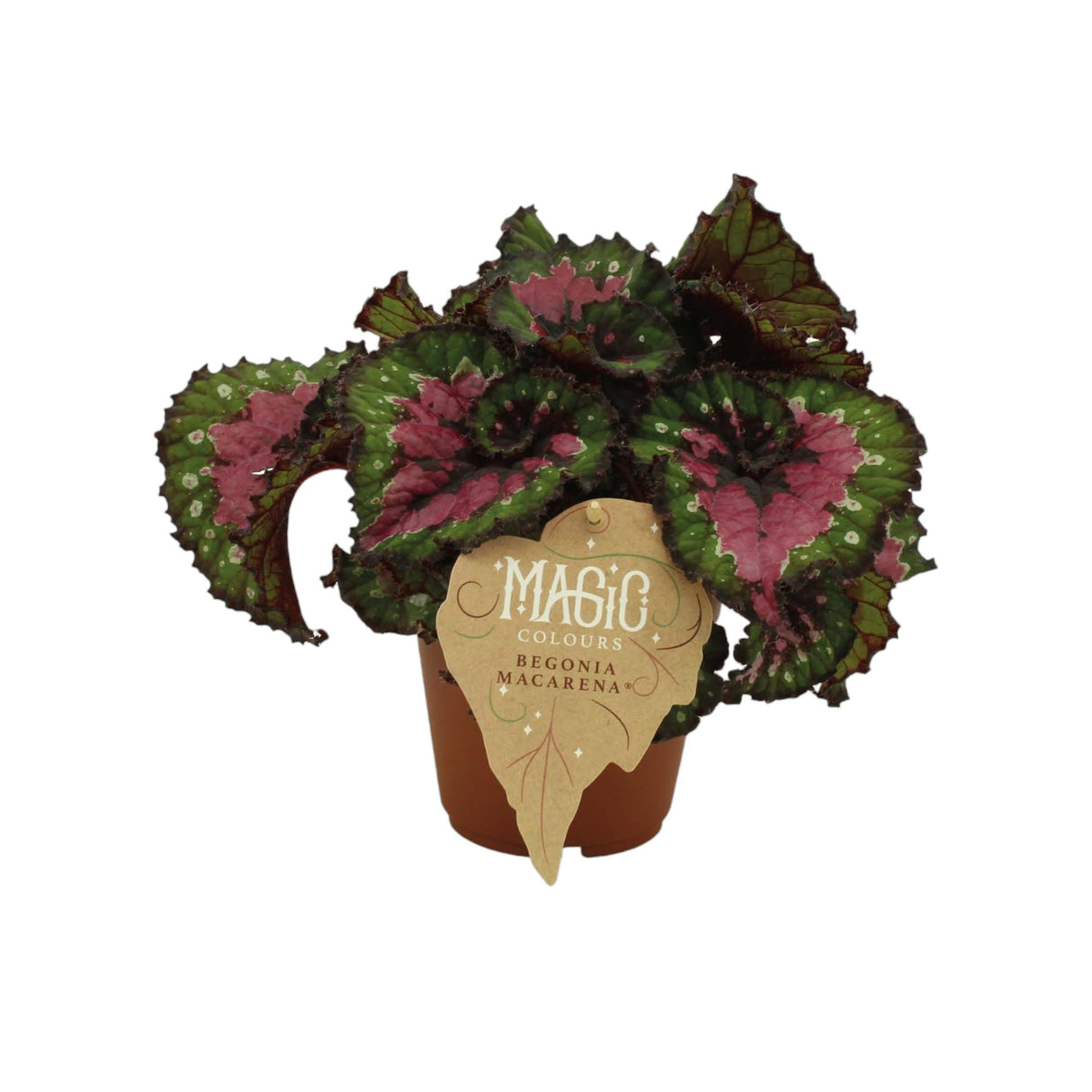 Livraison plante Begonia Rex 'Macarena'