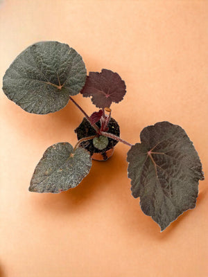Livraison plante Begonia Taconite