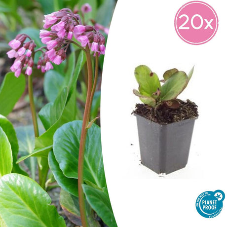 Livraison plante Bergenia à feuilles en cœur 'Herbstblüte'