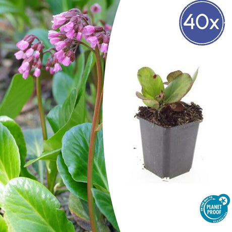 Livraison plante Bergenia à feuilles en cœur 'Herbstblüte'