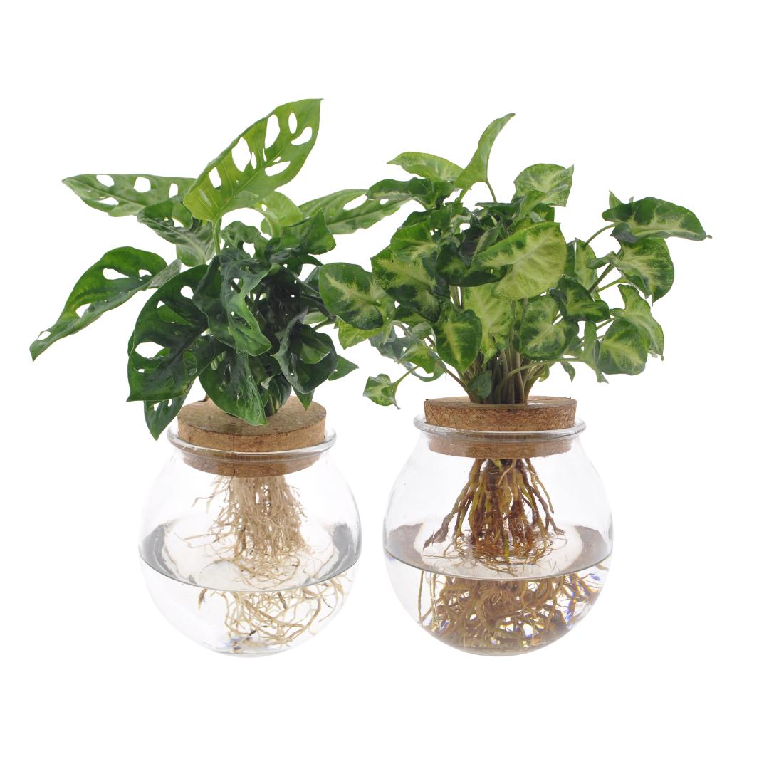 Livraison plante Bolglas Duo Monstera Adansonii/Syngonium Green - 2 Stuks - Ø12cm - ↕12 - 30cm