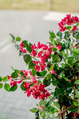 Livraison plante Bougainvillier Liane Fuschia - Arbre artificiel