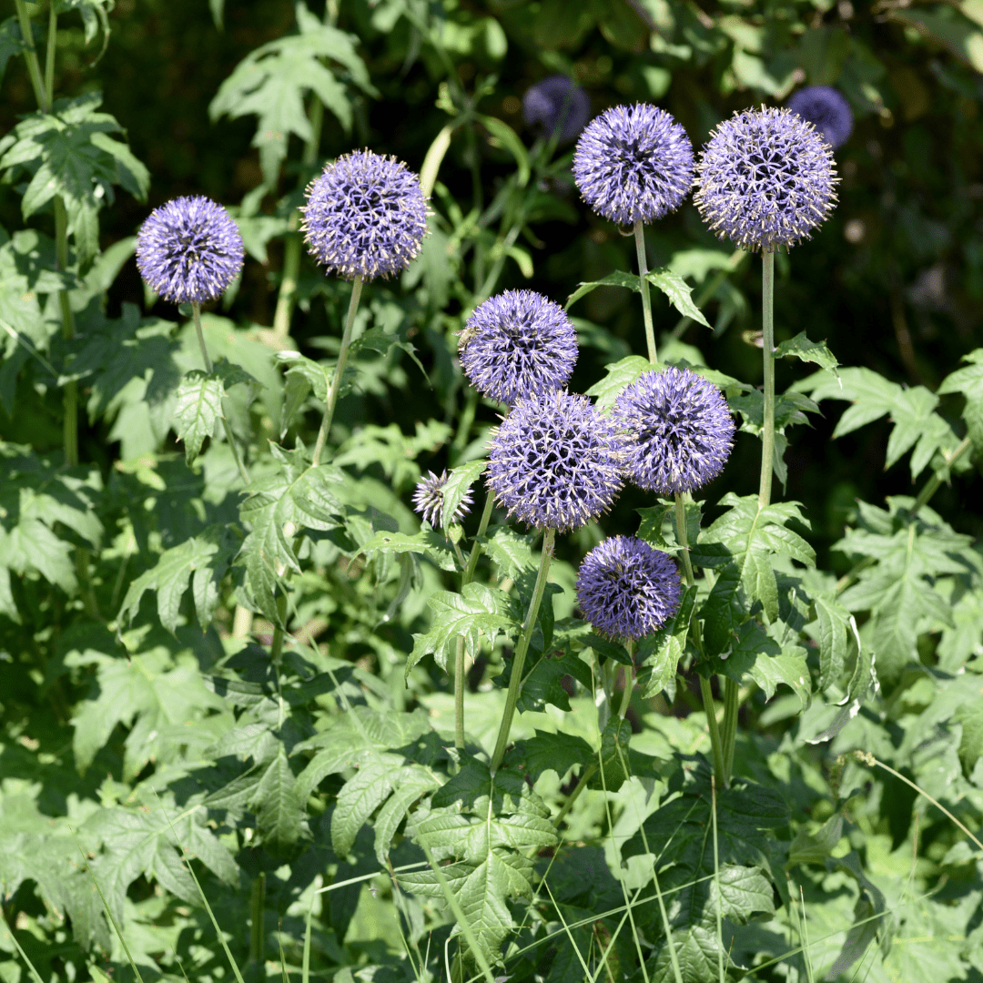 Livraison plante Boule azurée