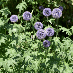 Livraison plante Boule azurée