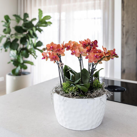 Livraison plante Bouquet Jungle Orange avec Orchidées et Rhipsalis en Bol Auto - arrosant