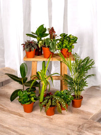Box - 10 umweltschonende Zimmerpflanzen