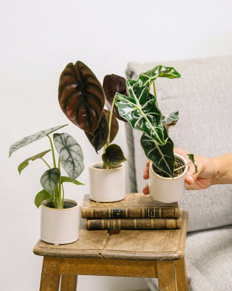 Livraison plante Box Alocasia lovers - trio de baby plantes
