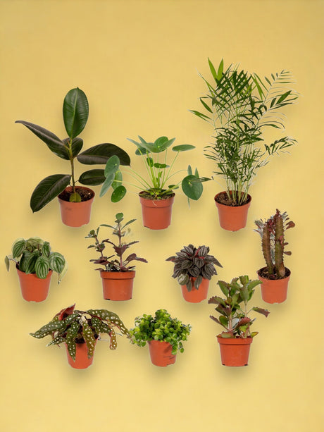 Livraison plante Box de 10 plantes suprises